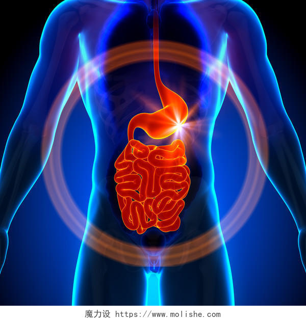 人体结构图肠胃